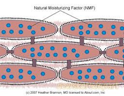 NMF- натуральный увлажняющий фактор